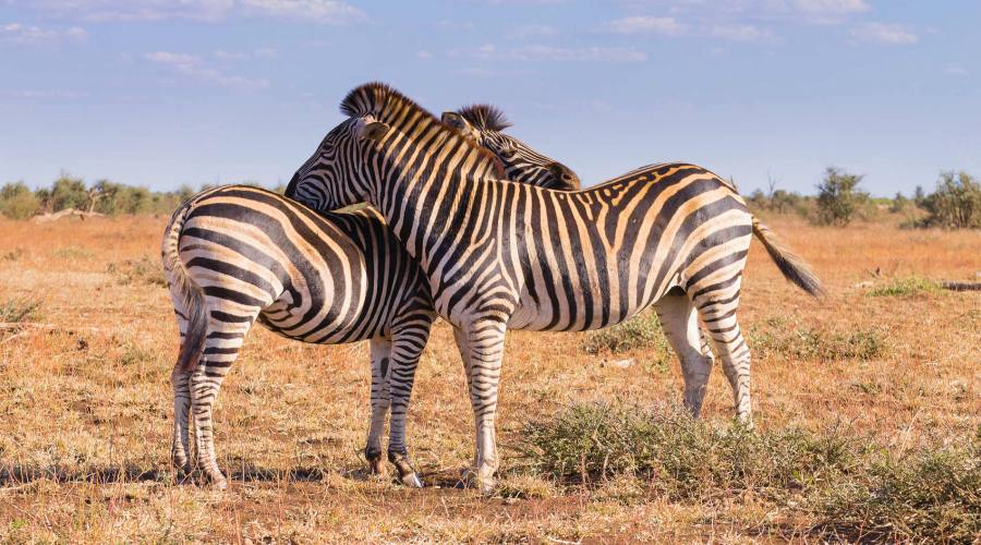 Animals in Ngorngoro Park