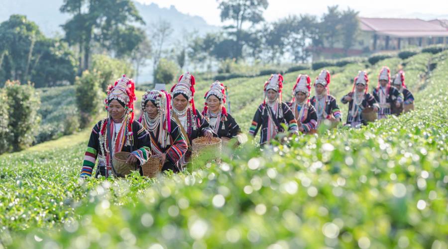 Donne Akha in una piantagione a Chiang Rai