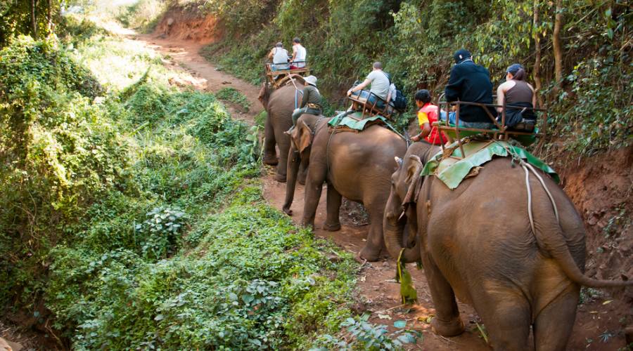 Elephant Trekking