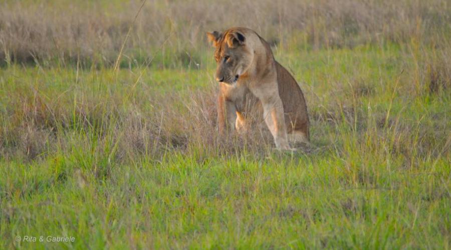 Leone durante un safari