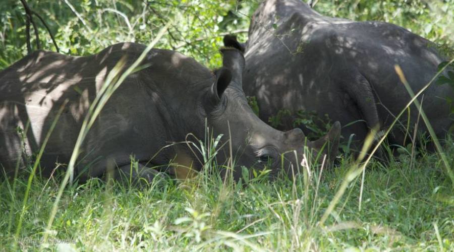 Rinoceronti a Ziwa