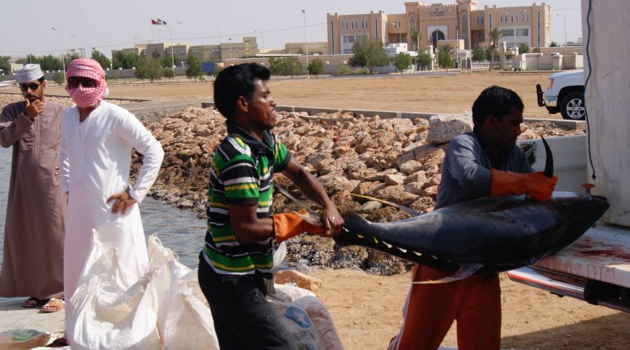 La pesca nel SUD dell'Oman