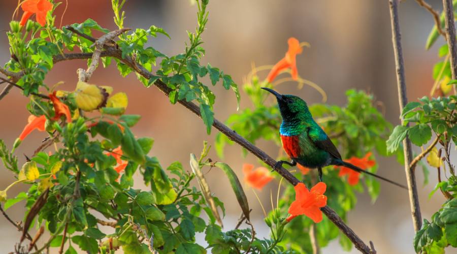 Il Senegal
