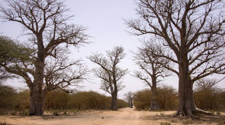 Il Senegal