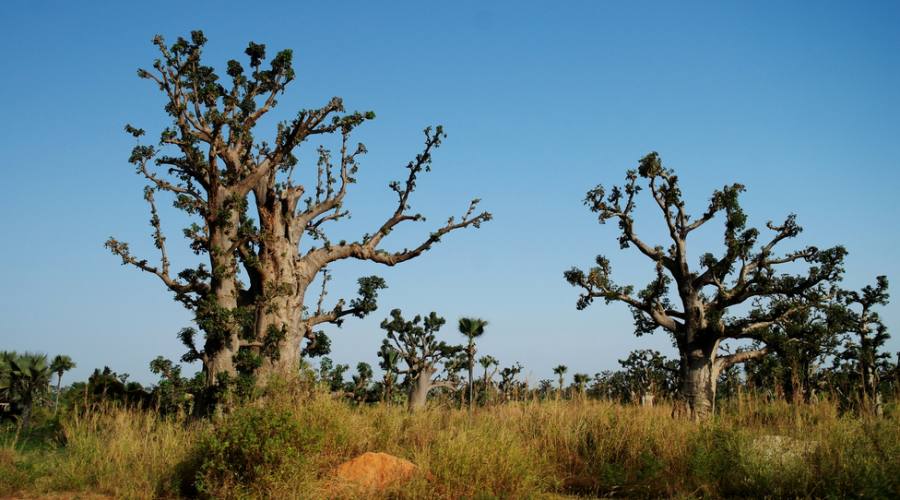 Il Senegal