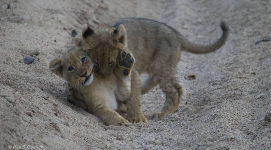 Cuccioli di leone