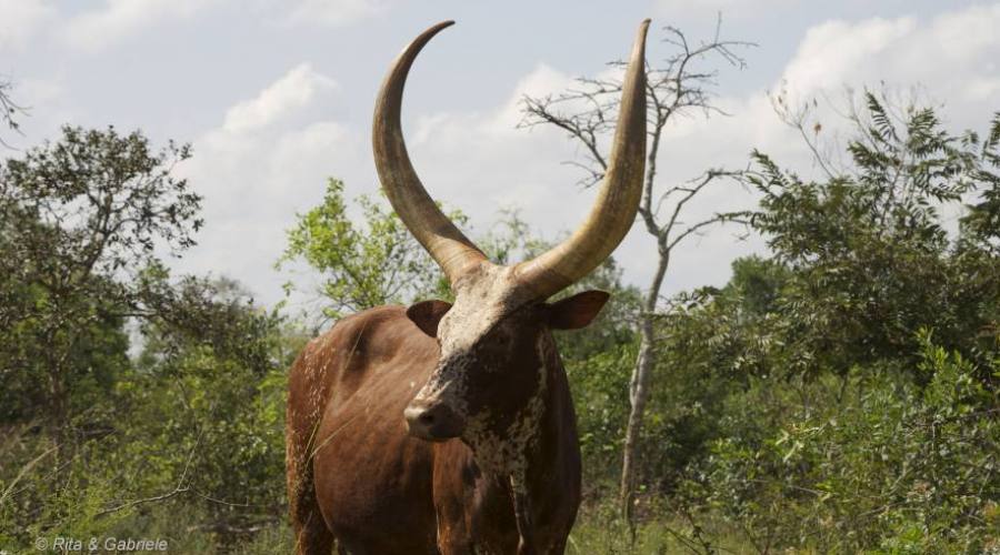 Mucche Ankole