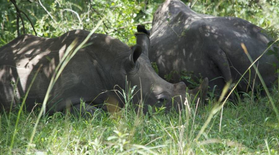 Rinoceronti a Ziwa