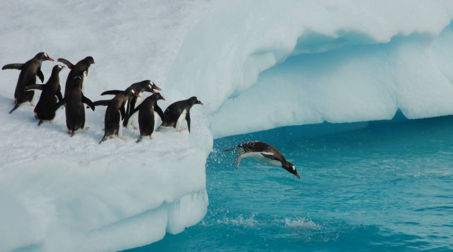 Pinguini Chinstrap che giocano su Iceberg