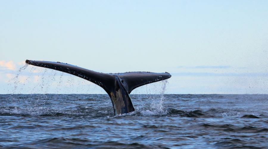 Balena nella penisola antartica