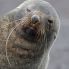 Foca nell'isola ingannevole, Deception Island