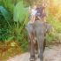 Elephant Trekking