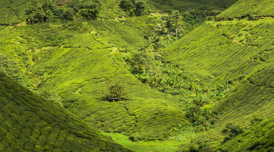 Cameron Highlands