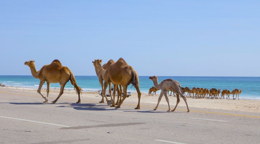 camelli
