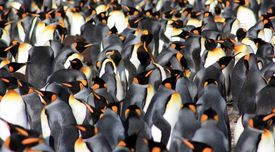 Gruppo di pinguini sul ghiaccio