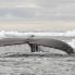 Balena nella penisola antartica