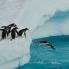 Pinguini Chinstrap che giocano su Iceberg