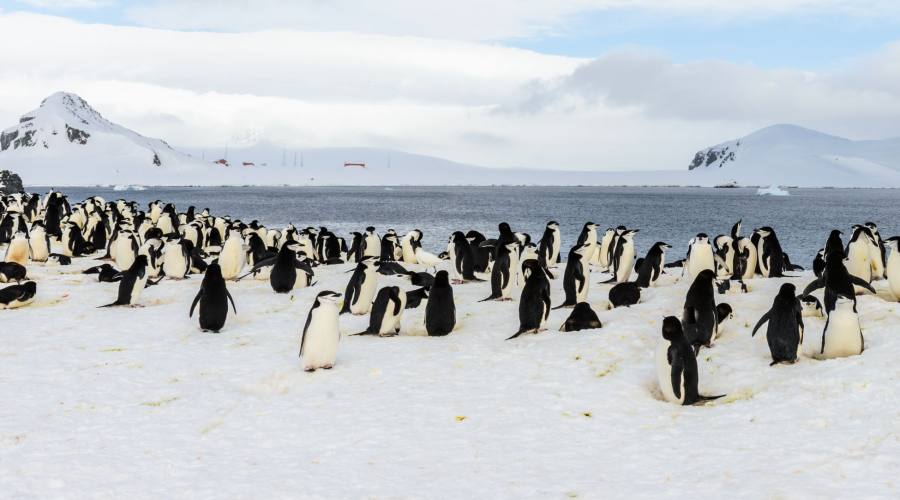 Gruppo di pinguini sul ghiaccio