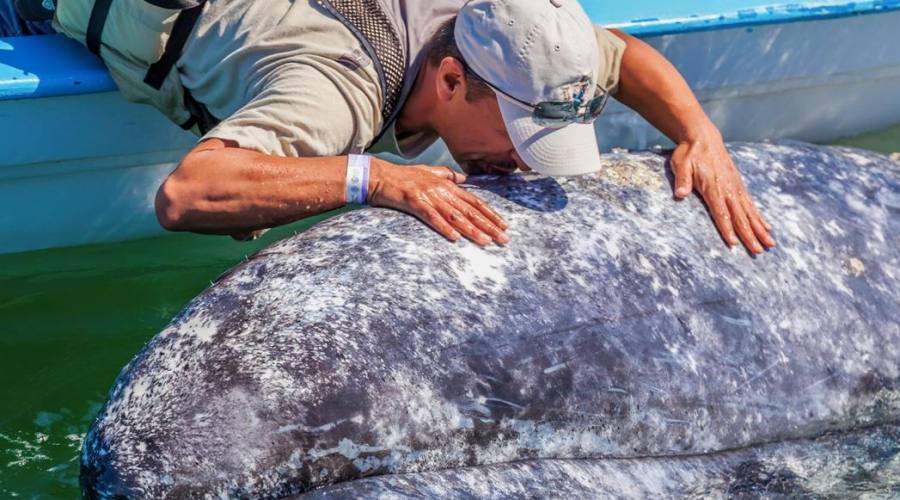 Osservazione Balene grigie
