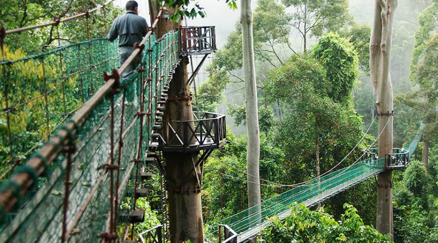 Canopy walk