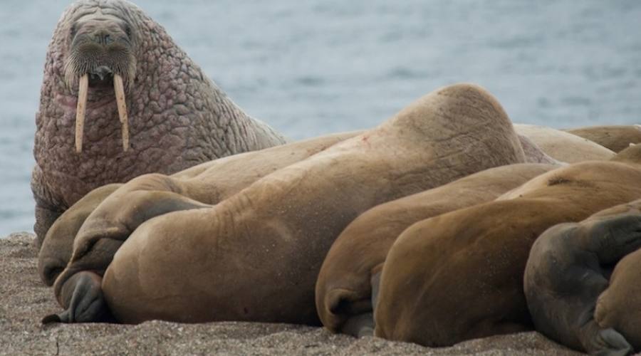 Trichechi sulla spiaggia