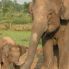 Gli elefanti nel Parco Chitwan
