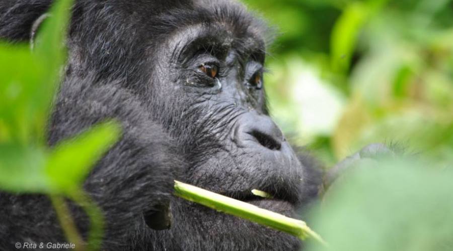 Gorilla di Montagna