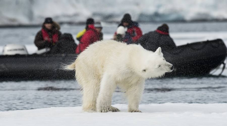 Avvistamento orso polare 