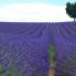 Toujours lavanda