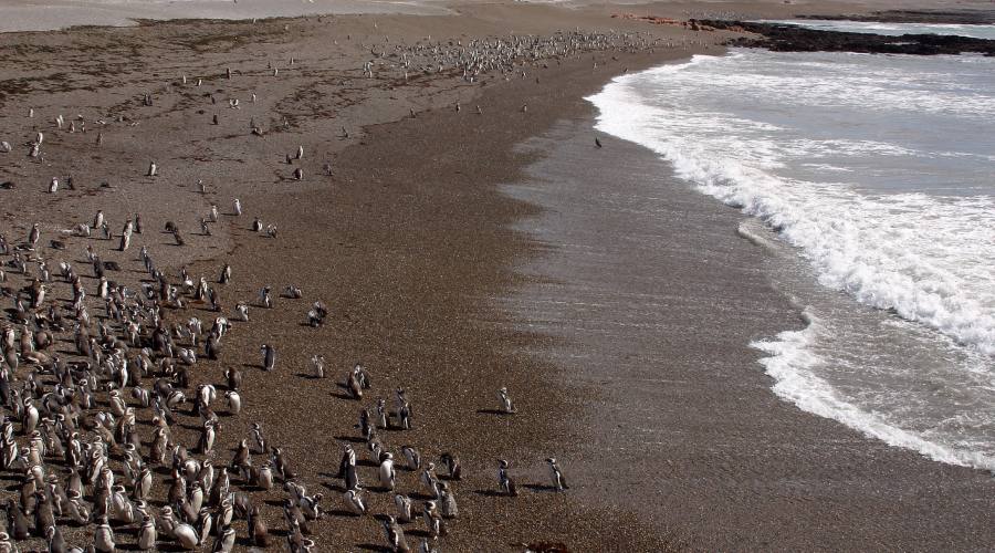 Pinguini di Magellano della penisola Valdes