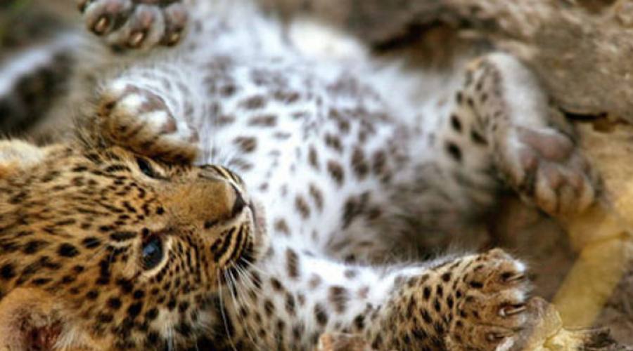 Cucciolo di leopardo
