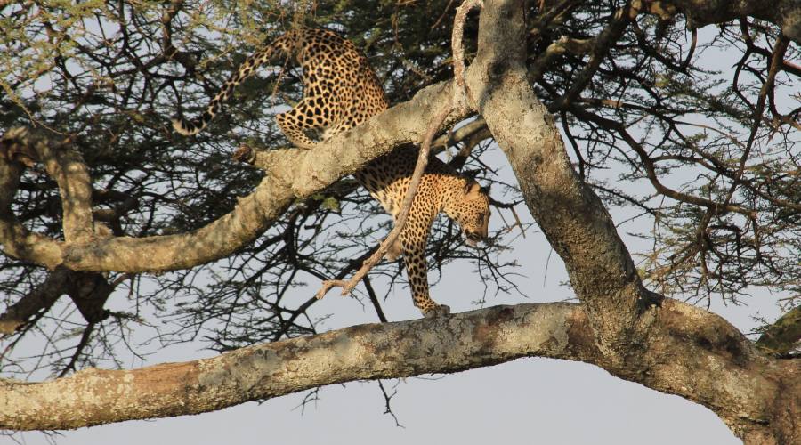 Avvistamento leopardo