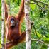 Un ospite al centro di riabilitazione degli oranghi