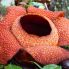 Alla ricerca della Rafflesia, il fiore piu' grande del mondo!
