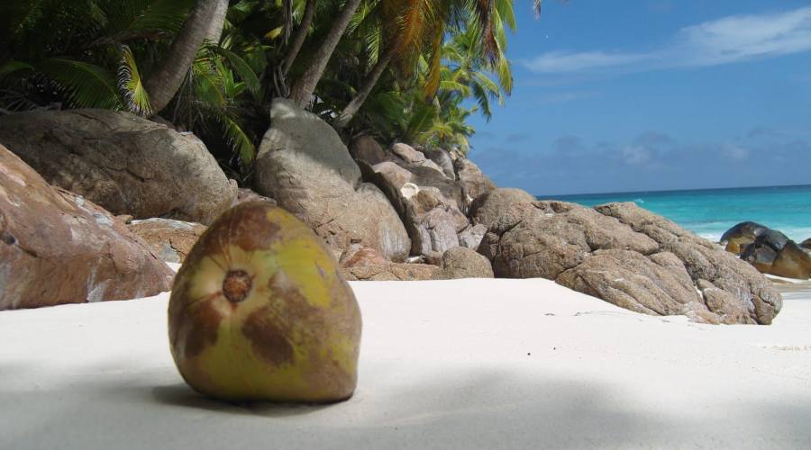 Seychelles Coco de Mer