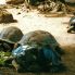 Seychelles le tartarughe giganti