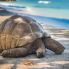 Seychelles tartaruga terrestre