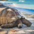 Seychelles Tartaruga gigante