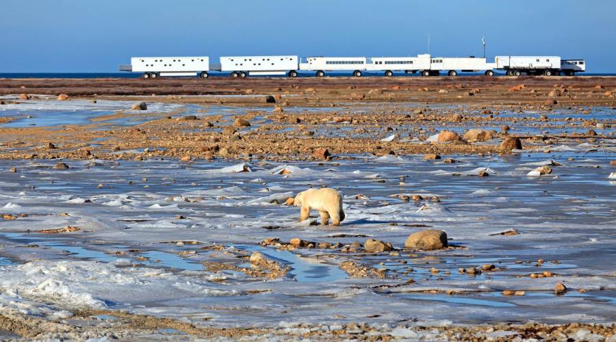 Avvistamento dell'Orso Polare