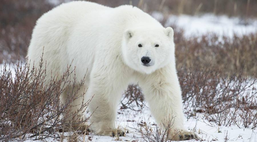 Il grande Orso Bianco