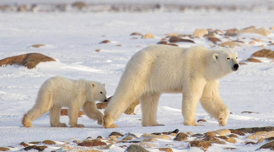 Mamma Orsa e il suo cucciolo