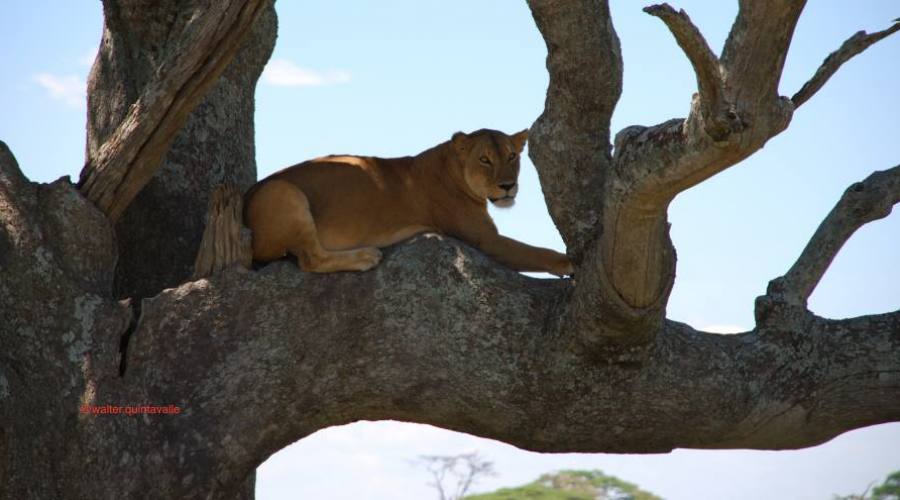 Leona en el Serengeti