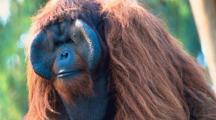 Orangutan