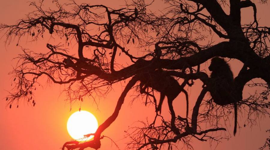 puesta de sol en el Kruger