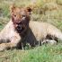 león en el parque Kruger