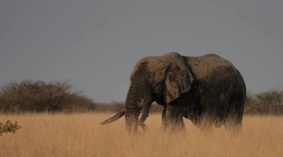 elefante en el Kruger
