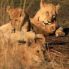 leones en el parque Kruger