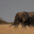 elefante en el Kruger