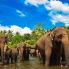 Polonnaruwa: orfanato de elefantes