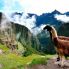 Lama sul Macchu Picchu